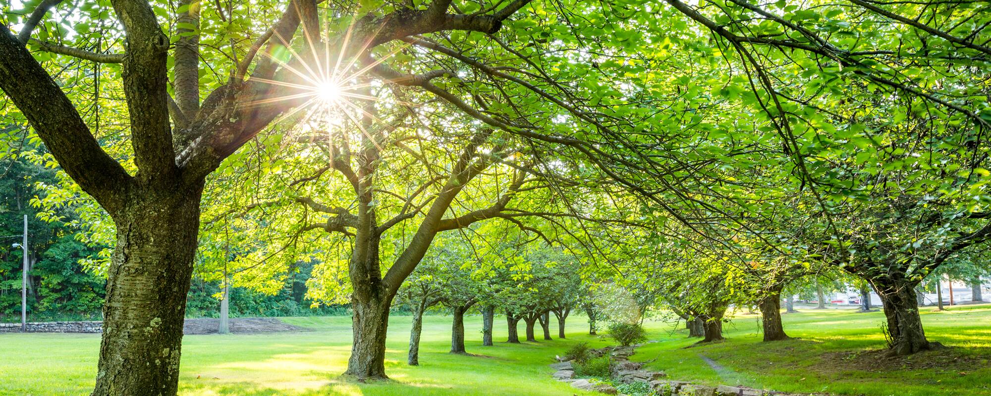 Row of trees in sunlight